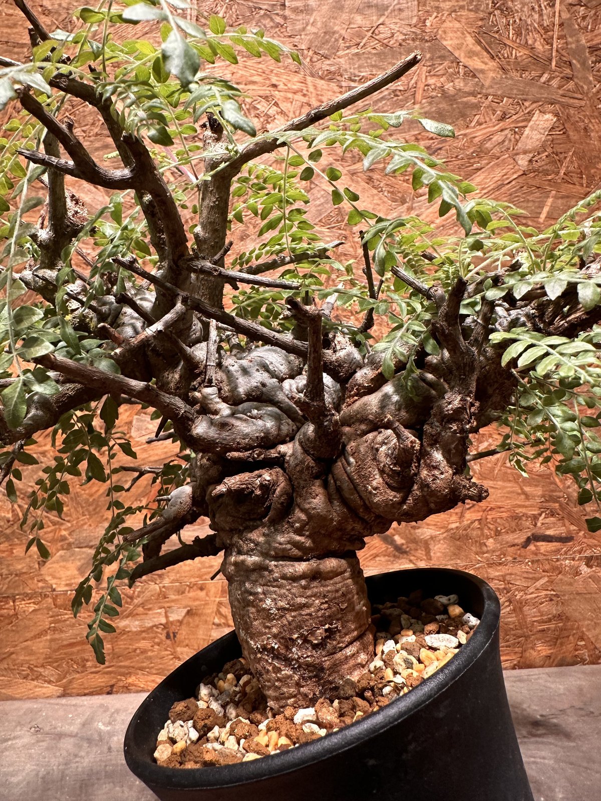 Boswellia neglecta ボスウェリアネグレクタ fit=scale-down,w=1200