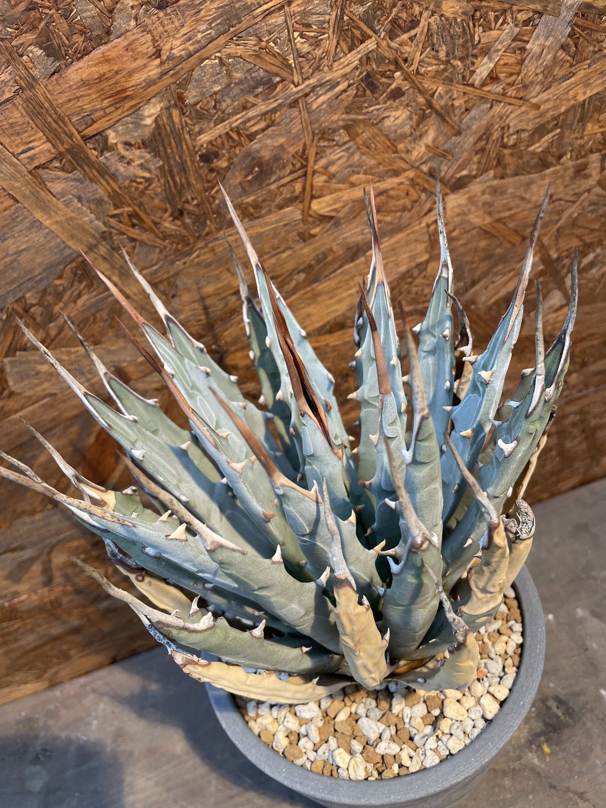 fit=scale-down,w=1200