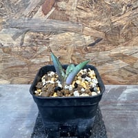 コミフォラ エイル ソマリア産 特大株 発根済み | J.P Plants