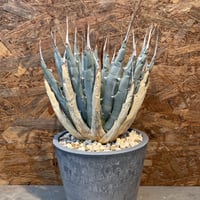 コミフォラ エイル ソマリア産 特大株 発根済み | J.P Plants