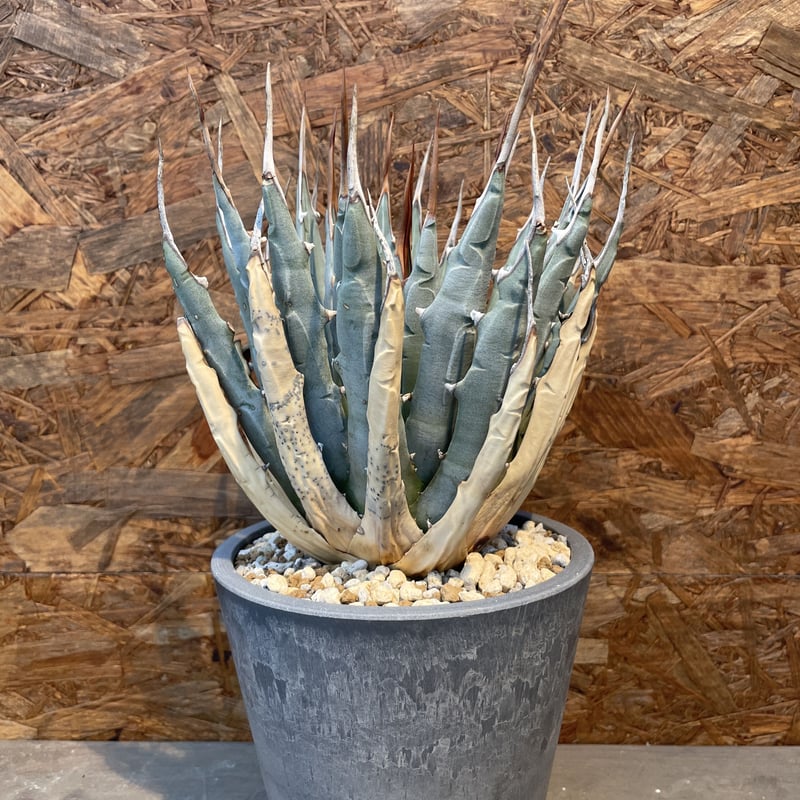 Agave utahensis eborispina 発根済み | J.P Plants