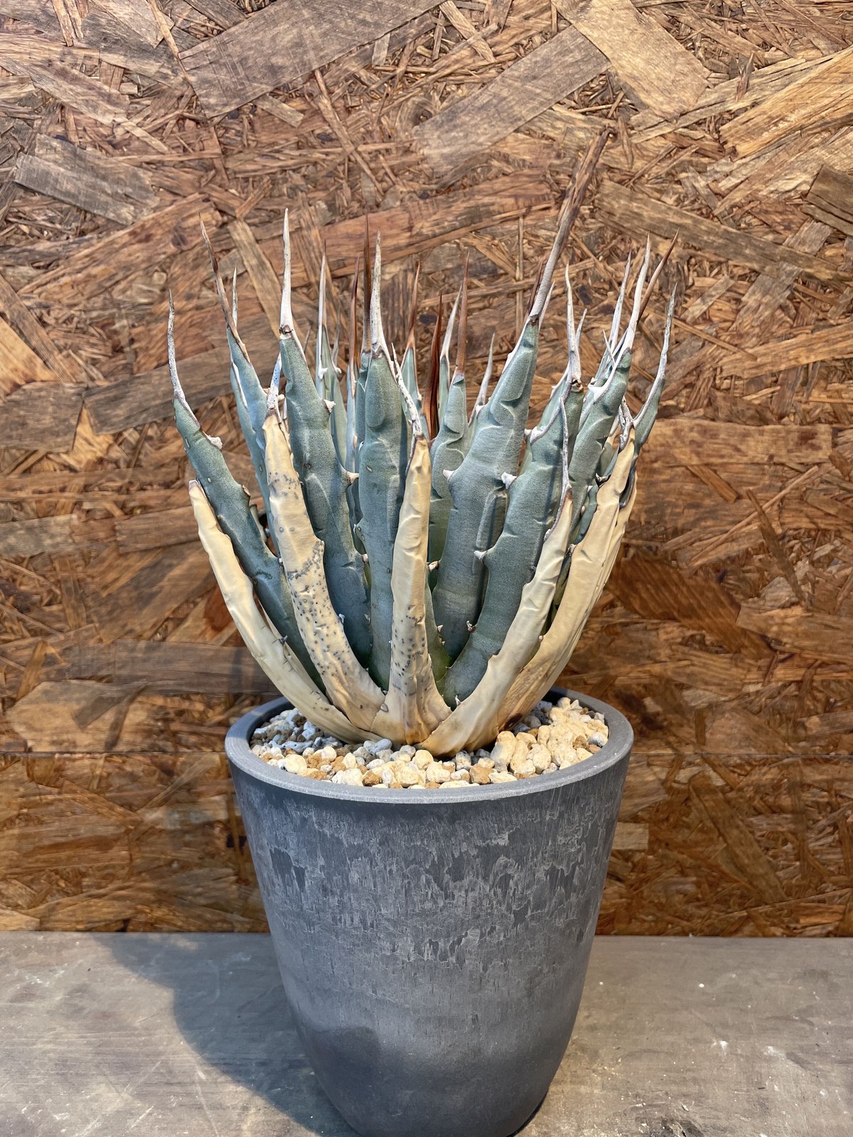 Agave utahensis eborispina 発根済み | J.P Plants