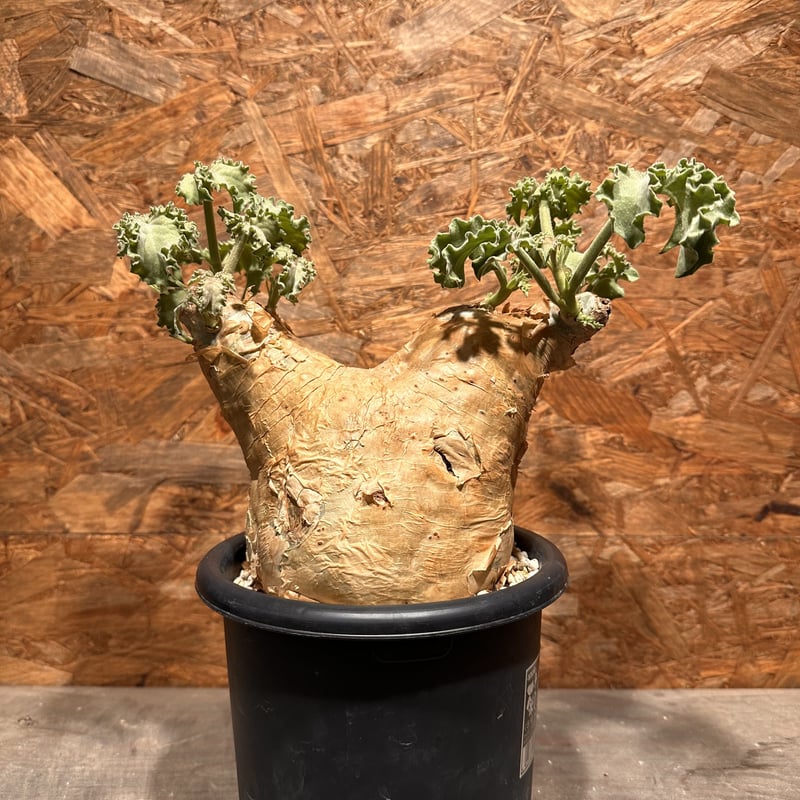 Cyphostemma uter macropus マクロプス | J.P Plants