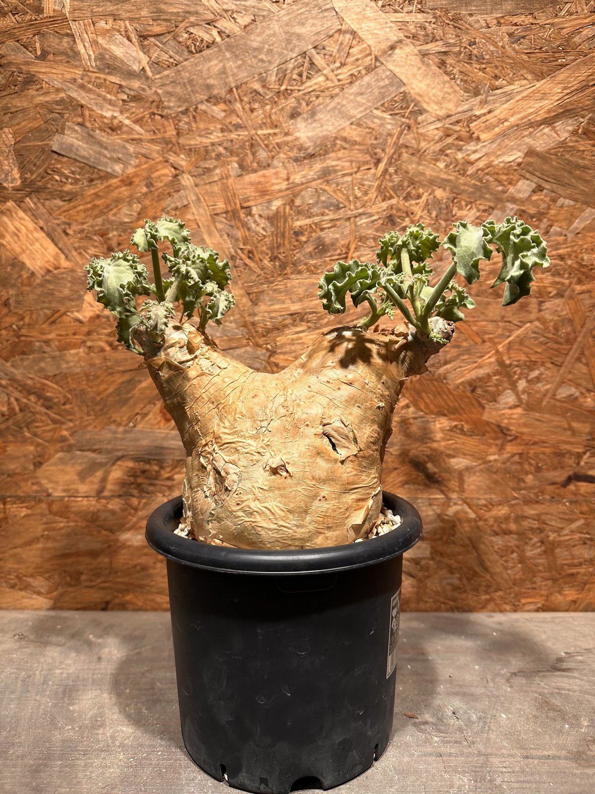 \"Cyphostemma uter var. macropus\" マクロプス キフォステンマ マクロプス／Cyphostemma uter var. macropus