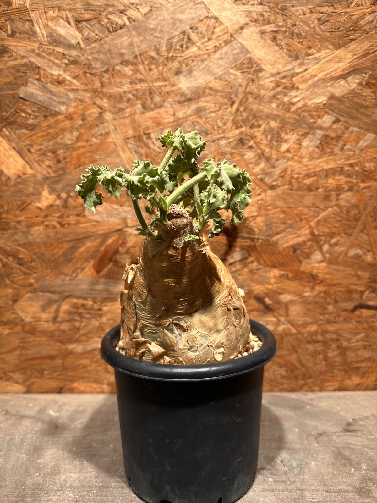 Cyphostemma uter macropus マクロプス | J.P Plants