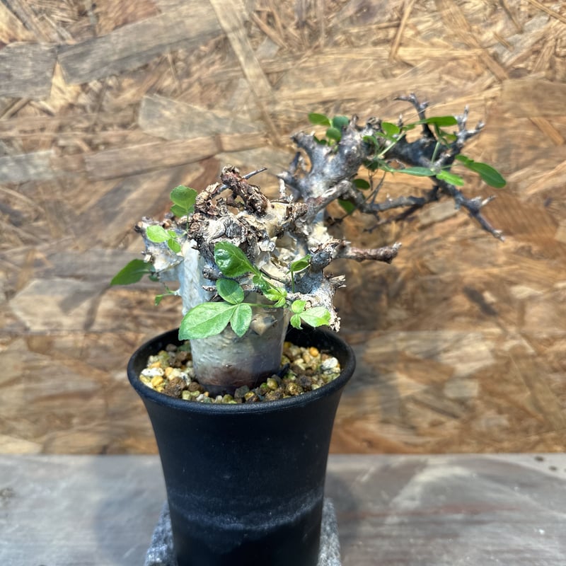 コミフォラ カタフ ターカネンシス ② 発根済み | J.P Plants