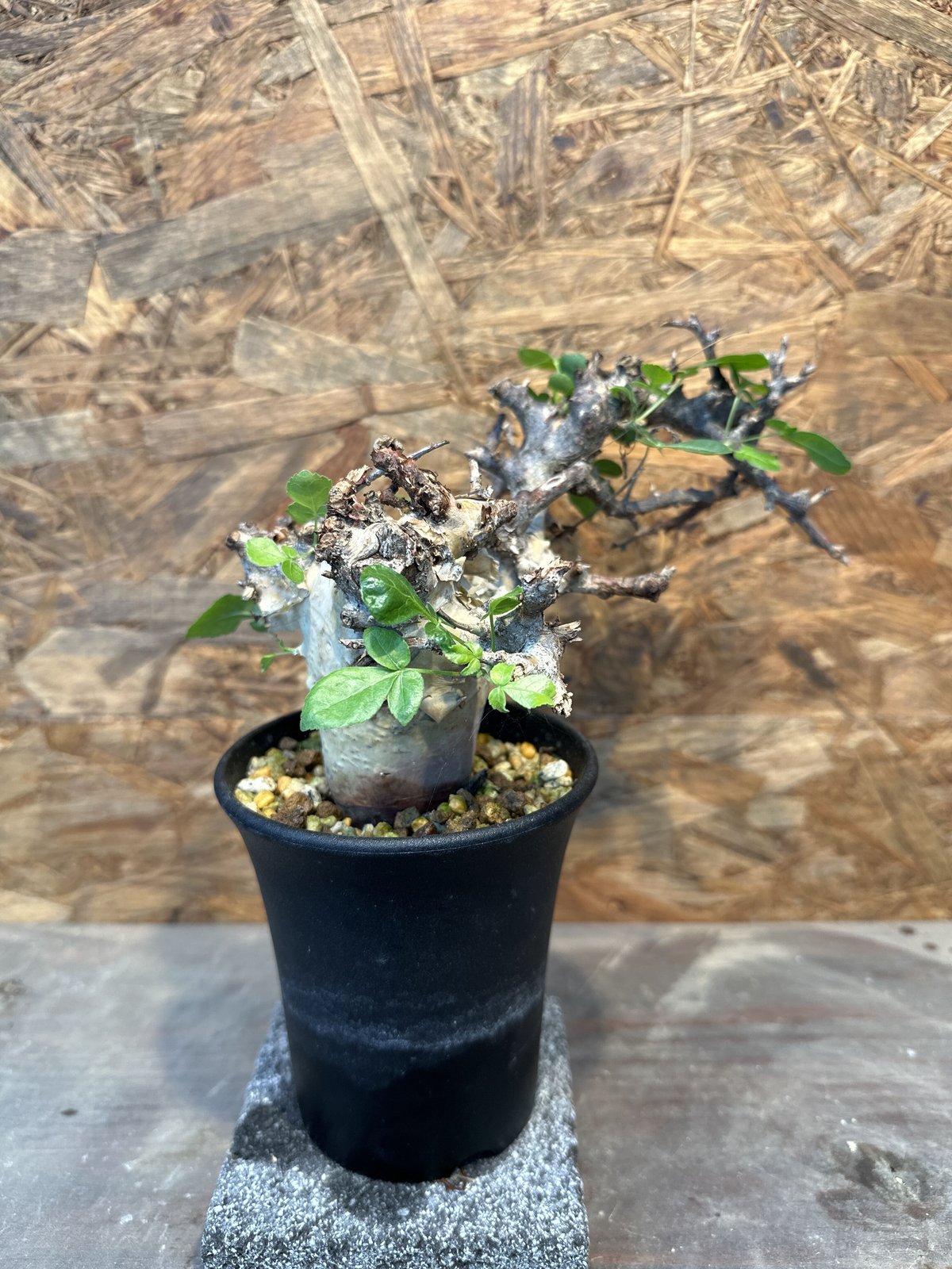 コミフォラ カタフ ターカネンシス　発根時み コミフォラ カタフ ターカネンシス 発根時み コミフォラ カタフ