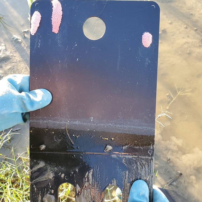 田んぼ1枚分・お買い得】オススメセット（ジャンボタニシ捕獲器4台と卵