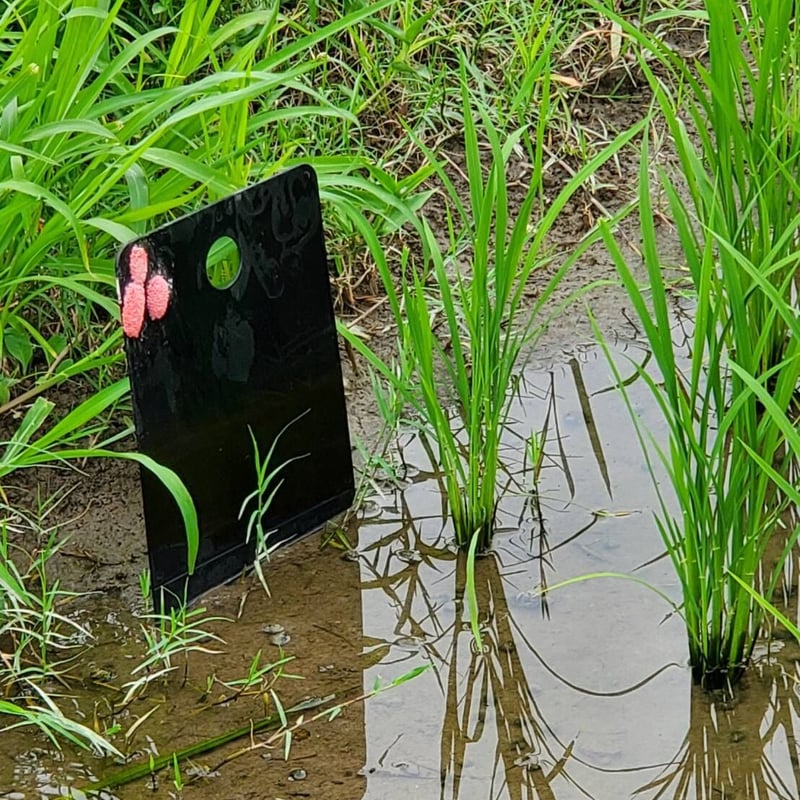 田んぼ1枚分・お買い得】オススメセット（ジャンボタニシ捕獲器4台と卵