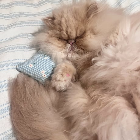 My Dear Kitten Kicker Pillow