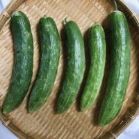 【自然農/固定種】きゅうり  1kg