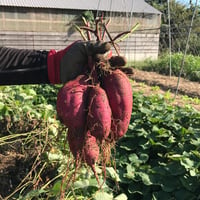 【自然農】 サツマイモ  3kg／4kg／5kg