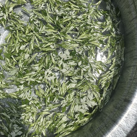 春のよもぎ茶