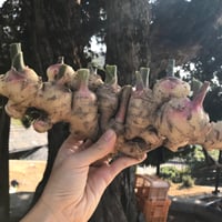 【自然農】 新生姜  1kg