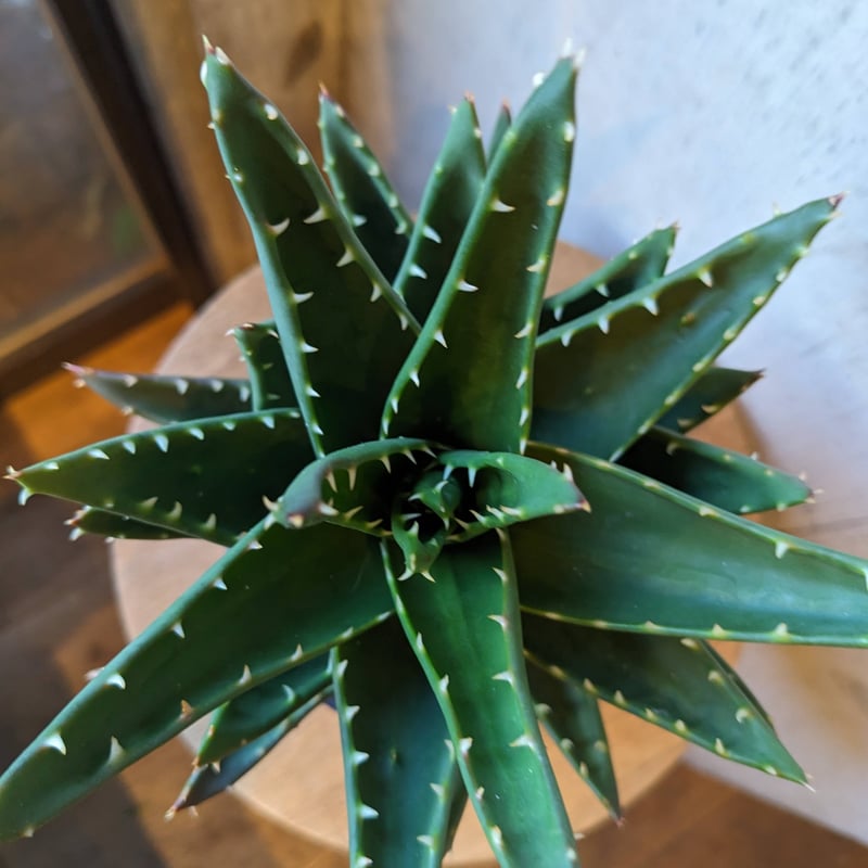 【希少】大量のアロエまとめ売り アロエ 不夜城 | はなつみ