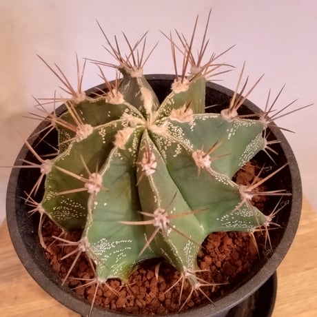 STORES サボテンの検索結果