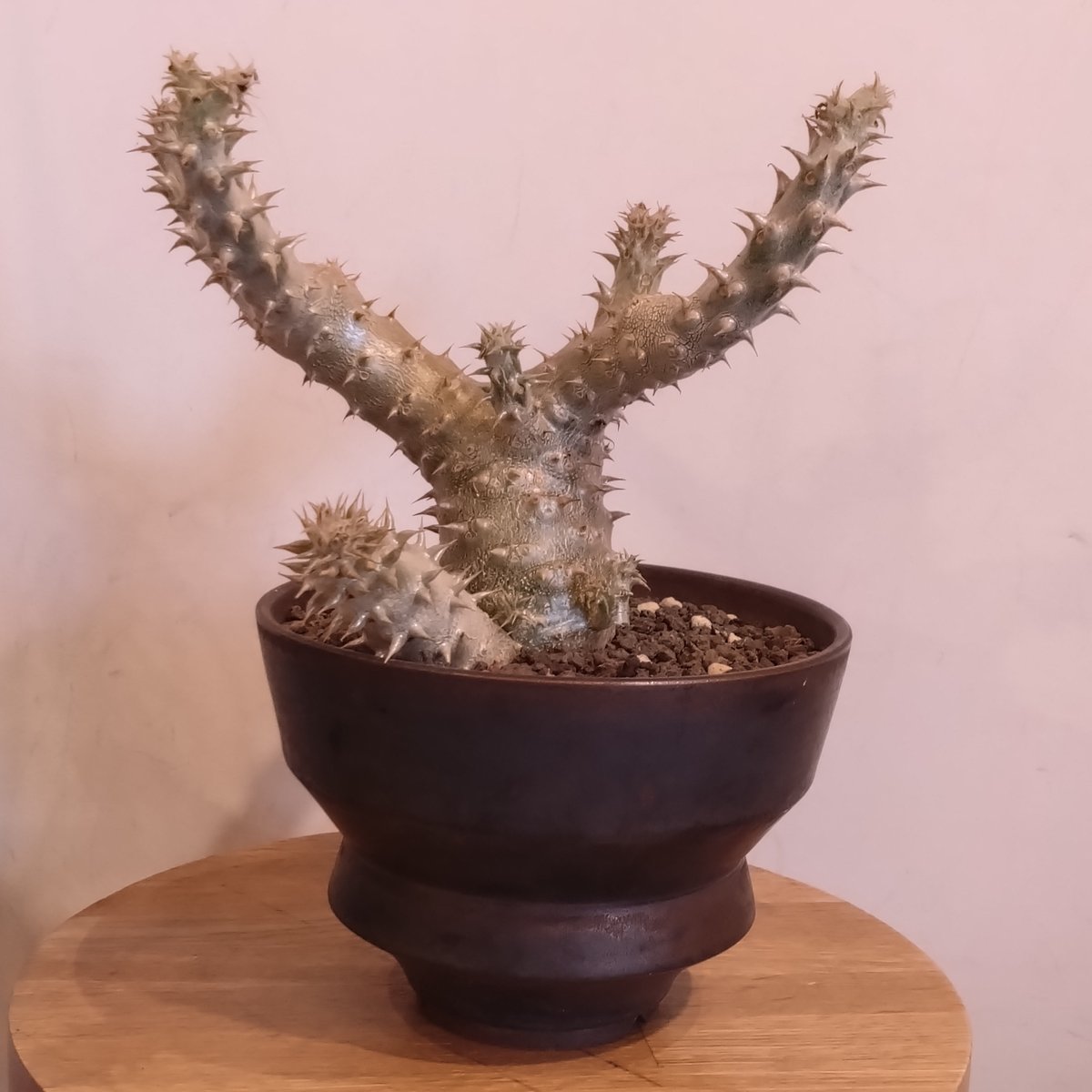 パキポディウム伊藤ハイブリッド | はなつみ