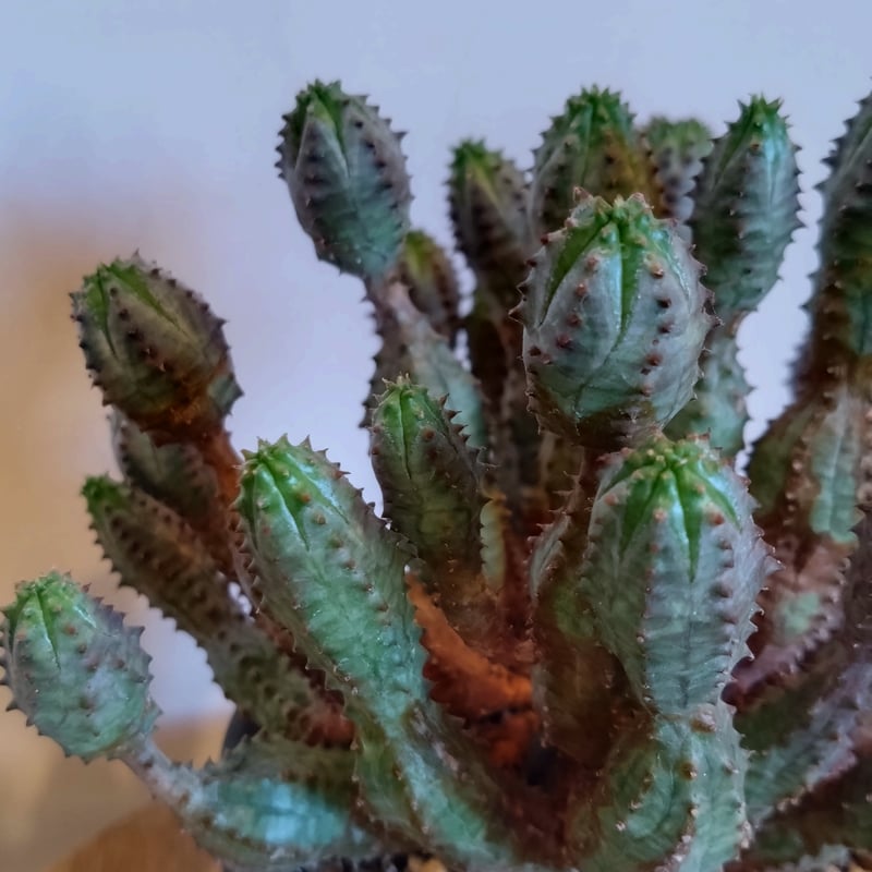 ユーフォルビア オベサブロウ | はなつみ