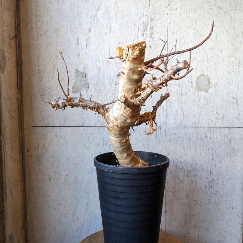 コミフォラ コミフォラ | はなつみ