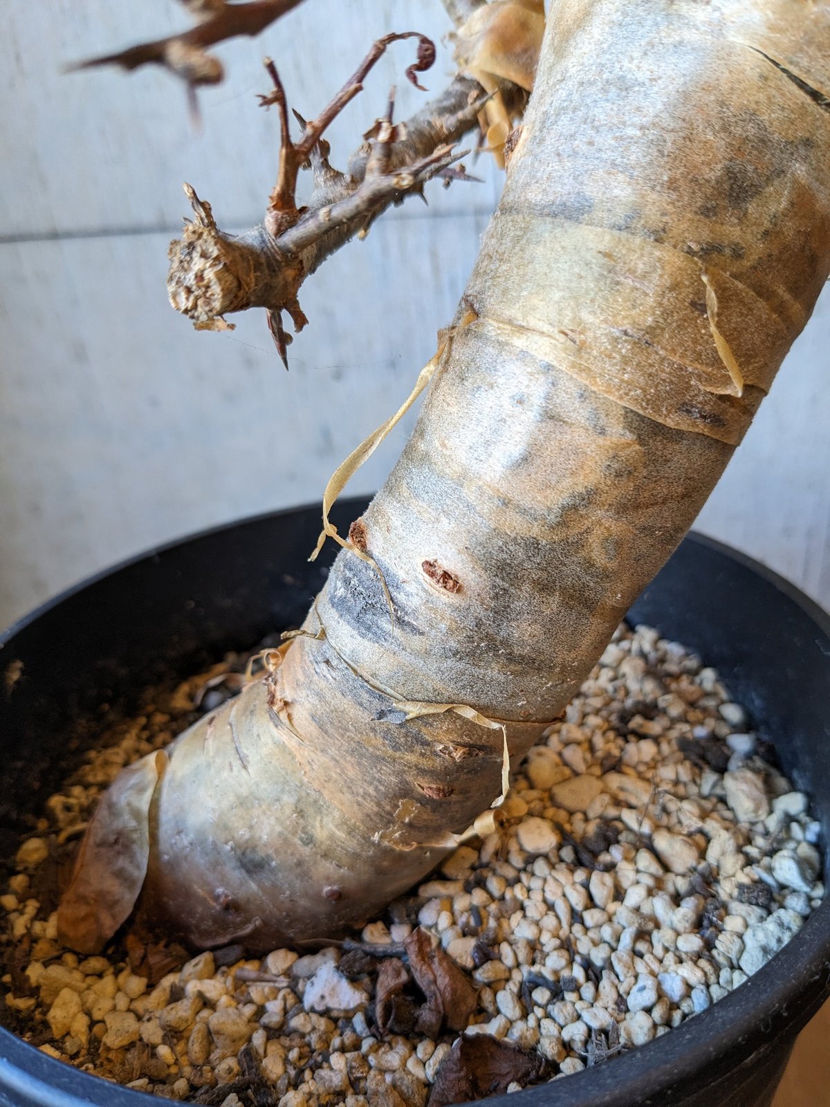 コミフォラ | はなつみ