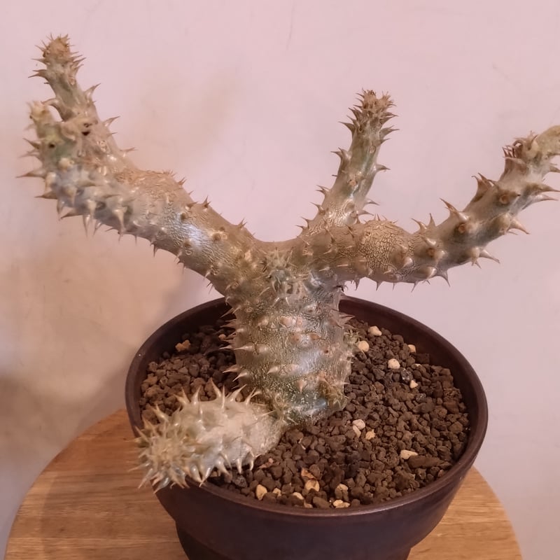 パキポディウム伊藤ハイブリッド | はなつみ パキポディウム伊藤ハイブリッド | はなつみ