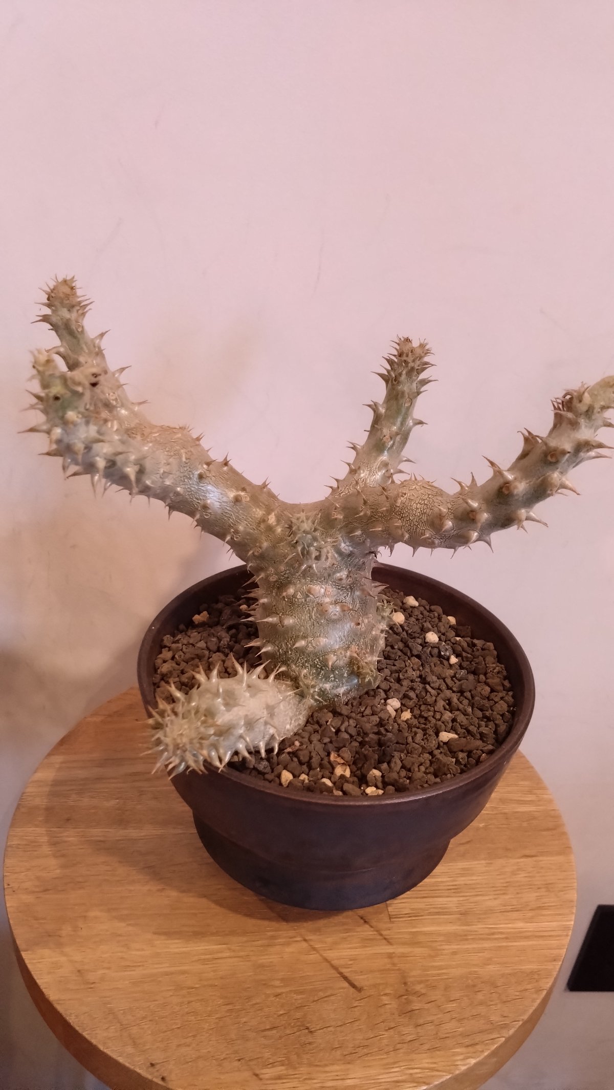 パキポディウム 伊藤ハイブリッド fit=scale-down,w=1200