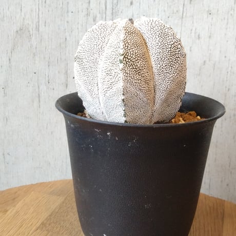 恩塚鸞鳳玉 | STORES