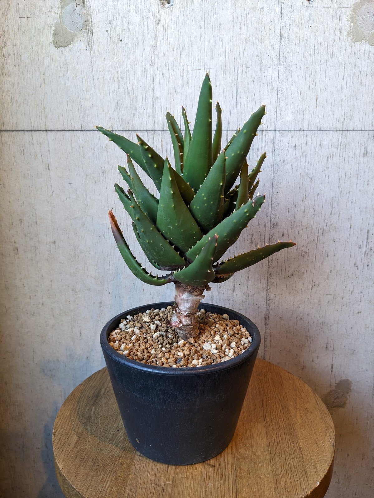 アロエ 不夜城 | はなつみ