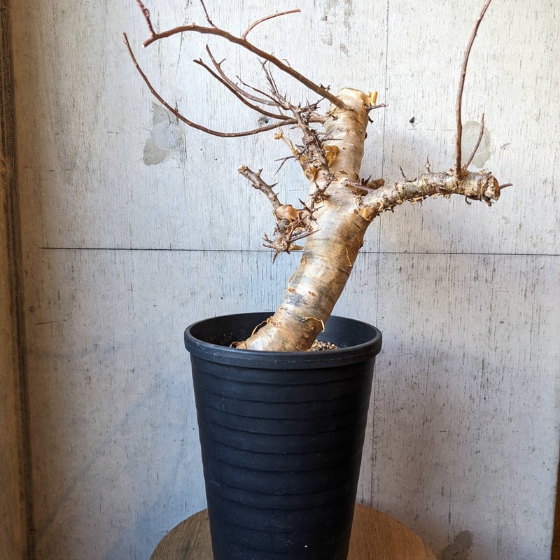 コミフォラ | はなつみ