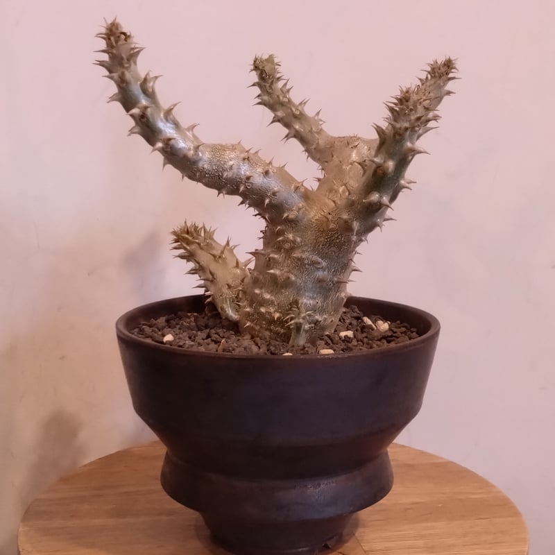 パキポディウム伊藤ハイブリッド | はなつみ