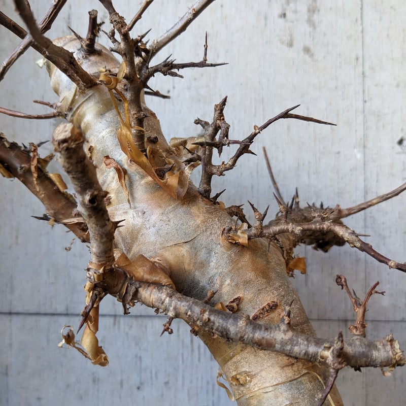 コミフォラ | はなつみ