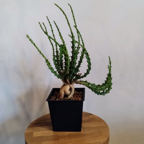 ユーフォルビアクンチー | STORES