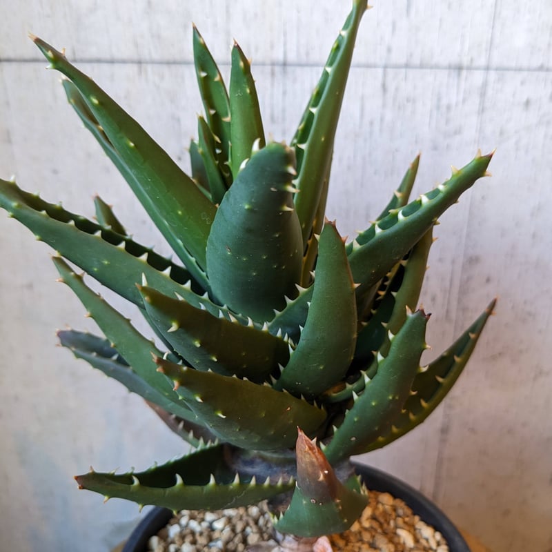 アロエ 不夜城 | はなつみ