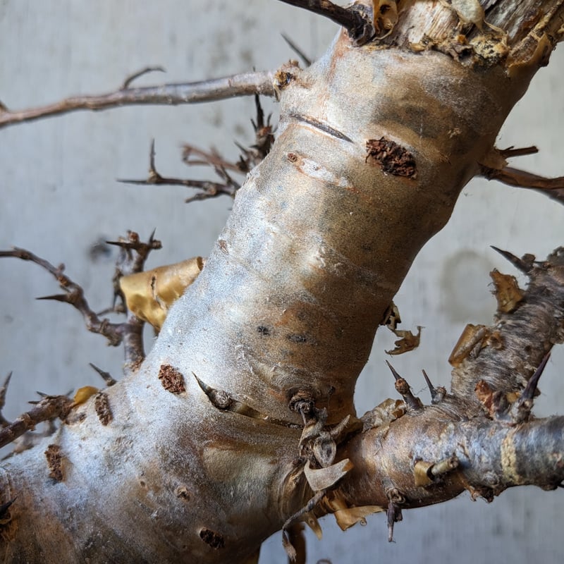コミフォラ | はなつみ