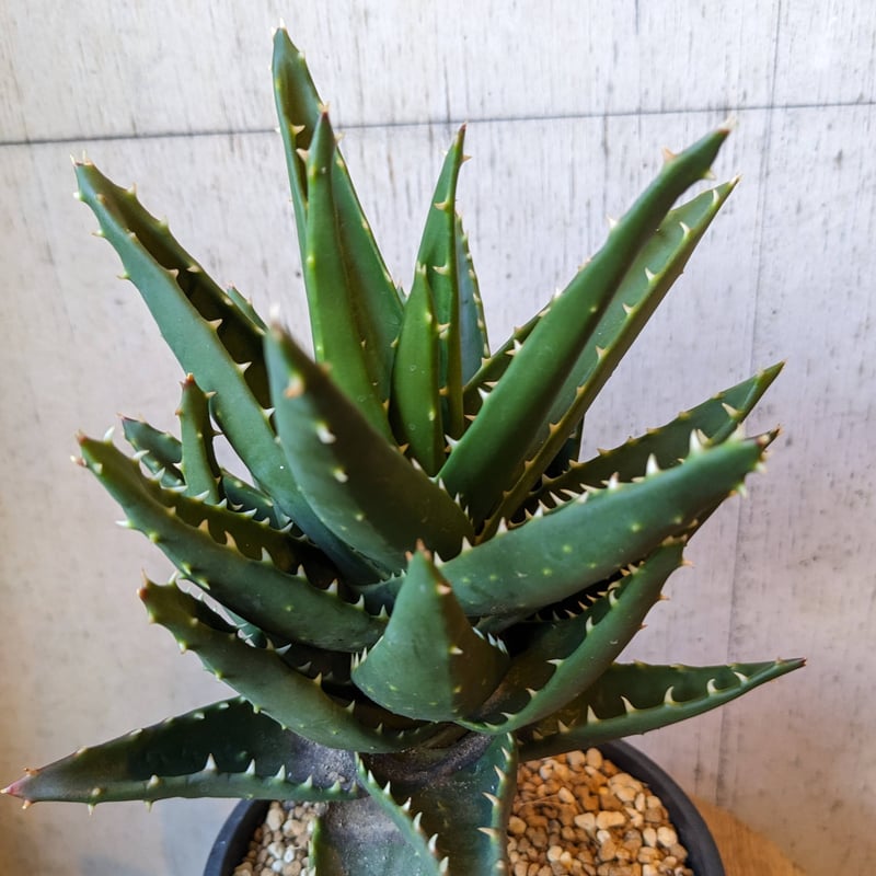 超希少❗️アロエ　スーパーアロエ　不夜城　斑入り✨ 楽天市場】アロエ 不夜城 斑入りの通販