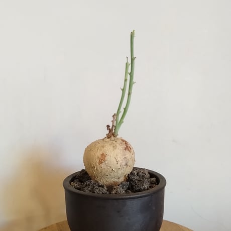ヤトロファ 錦珊瑚 錦珊瑚