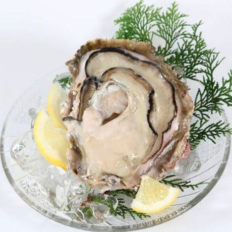 大粒の衝撃！海の宝石 Lサイズ岩牡蠣〈5個セット〉