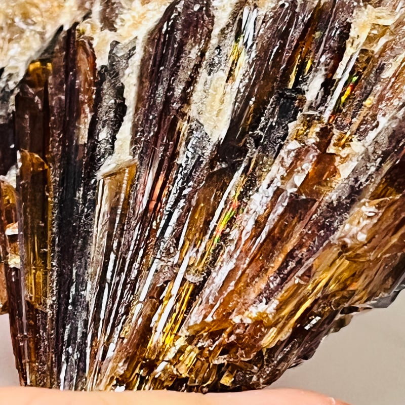 アンバーハニーカルサイトNo.1305 繁栄♡♡