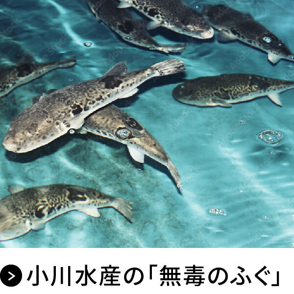 ふぐたく-ふぐ乃小川通販サイト-
