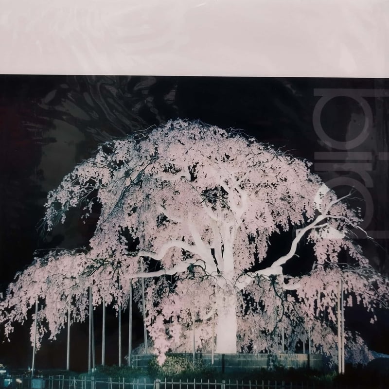 12】Bird / 桜 | MeraMera Records