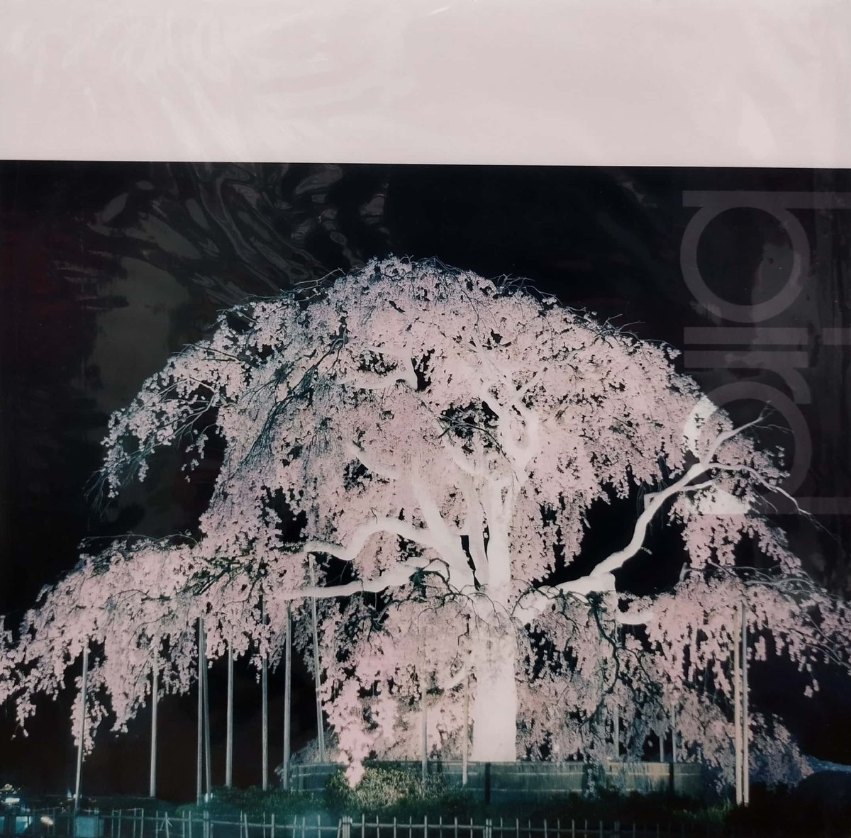 12】Bird / 桜 | MeraMera Records