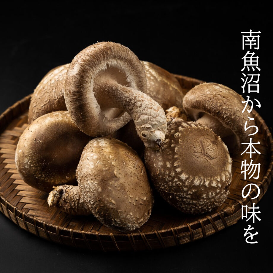 当日収穫発送＞A品肉厚極上生椎茸1㎏ 定期便 | 駒形農産のお買い物サイト