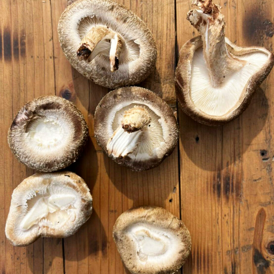 クール便！！当日収穫発送＞小～大ｻｲｽﾞまで！訳あり～開きすぎたなど