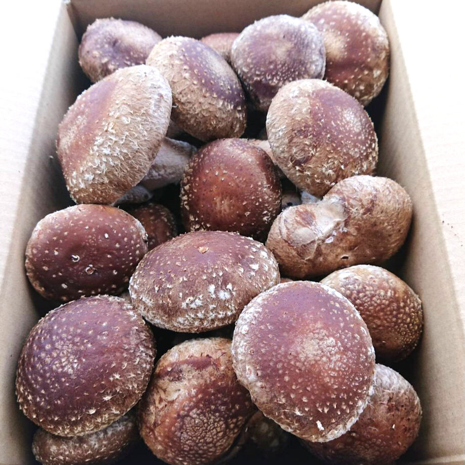 当日収穫発送＞大きめ肉厚はねだし生椎茸約1.3㎏ | 駒形農産のお買い物