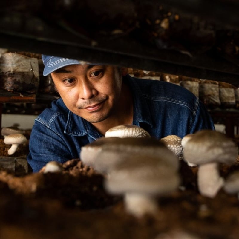 当日収穫発送＞大きめ肉厚はねだし生椎茸約1.3㎏ | 駒形農産のお買い物