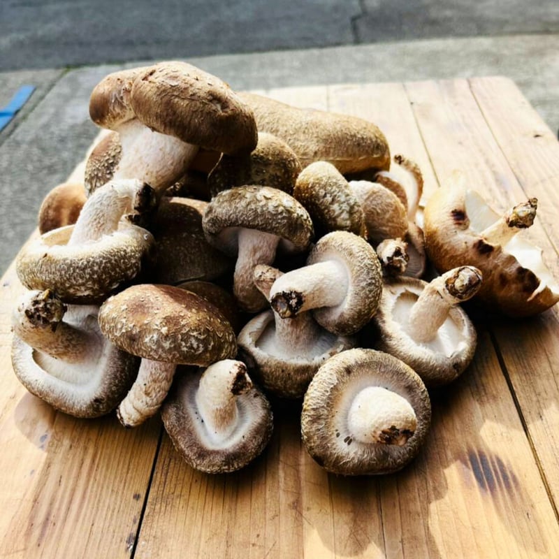 しいたけ(8/13〜14発送手配中止)様 まとめ商品 コーデ売り まとめ売り 当日収穫発送＞小～大ｻｲｽﾞまで！訳あり～開きすぎたなど色々なB