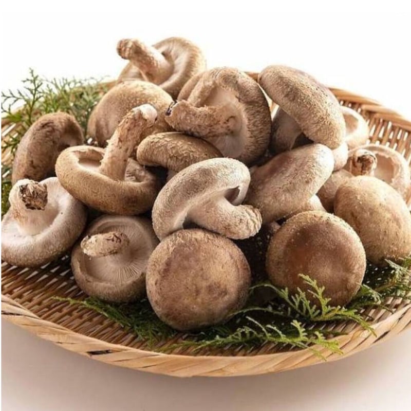 当日収穫発送＞A品肉厚極上生椎茸1㎏ 定期便 | 駒形農産のお買い物サイト