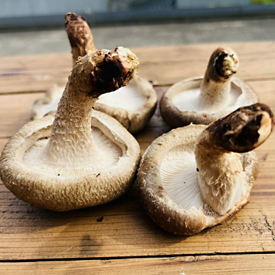 クール便！！当日収穫発送＞小～大ｻｲｽﾞまで！訳あり～開きすぎたなど