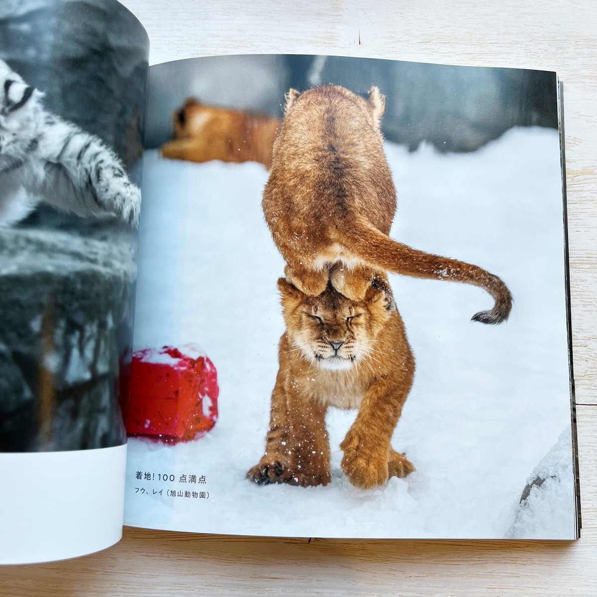 ほぼねこ | necoya books web store