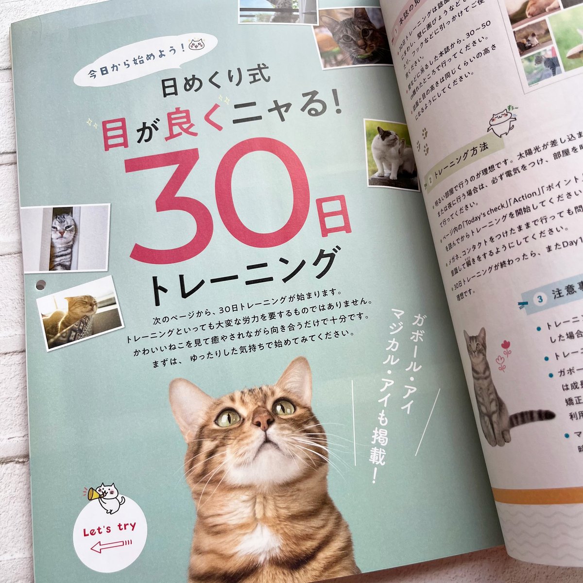 外で見ると無数の光の粒が！売り上げに貢献してる！！猫目タイガールチルたん！ 日めくり式 ねこを見るだけで目は良くニャる! | necoya books web store